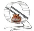 Hamster Wheel 2